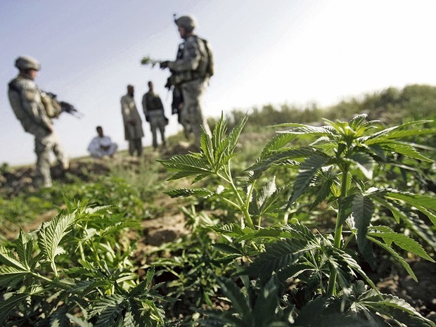 Deutsches Geld für die Taliban: Die Ampelregierung will Cannabis legalisieren