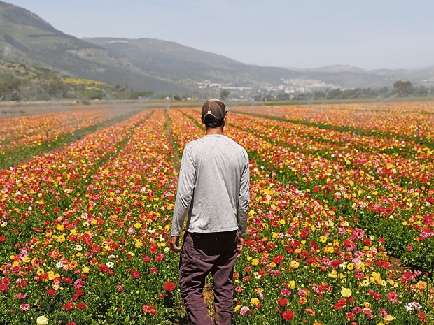 Die Metamorphose der Kibbuzim