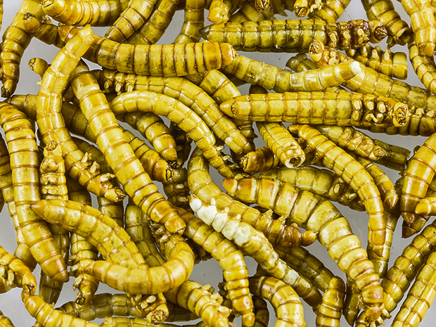 Ernährung: Die EU serviert uns jetzt Insekten